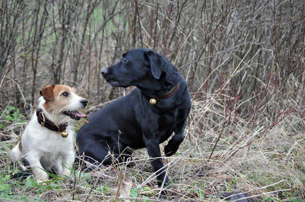 Bromfield Collection Dog Collar